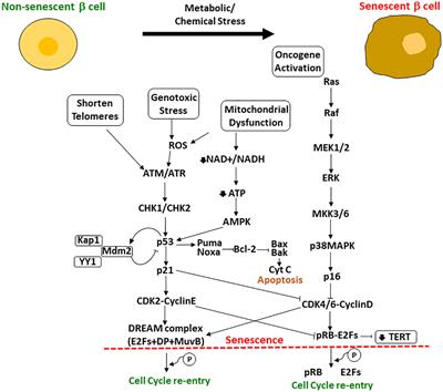 Reversing and modulating cellular senescence in beta cells, a new field of opportunities to treat diabetes